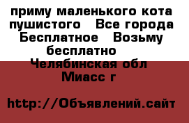 приму маленького кота пушистого - Все города Бесплатное » Возьму бесплатно   . Челябинская обл.,Миасс г.